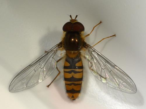 Réf. 314 607 : Episyrphus balteatus
